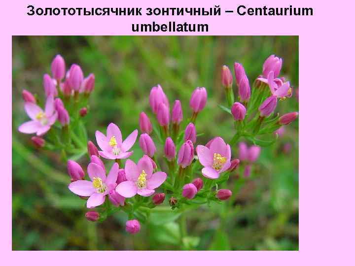 Золототысячник зонтичный – Centaurium umbellatum 