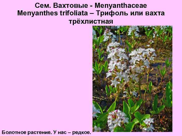 Сем. Вахтовые - Menyanthaceae Menyanthes trifoliata – Трифоль или вахта трёхлистная Болотное растение. У