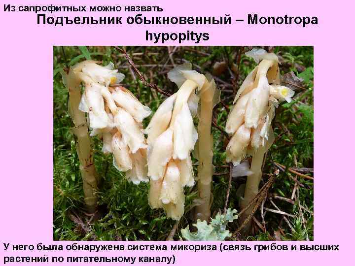 Из сапрофитных можно назвать Подъельник обыкновенный – Monotropa hypopitys У него была обнаружена система