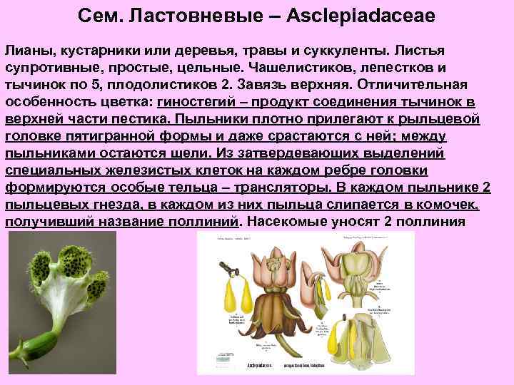 Сем. Ластовневые – Asclepiadaceae Лианы, кустарники или деревья, травы и суккуленты. Листья супротивные, простые,