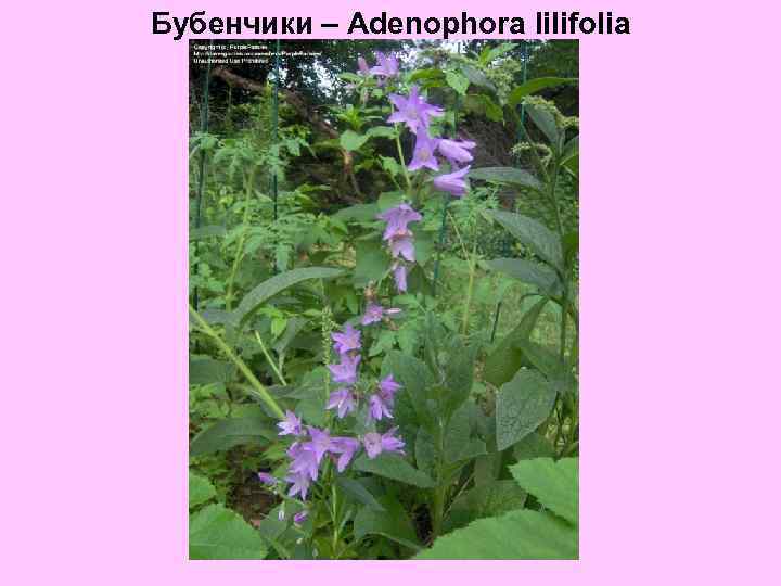 Бубенчики – Adenophora lilifolia 