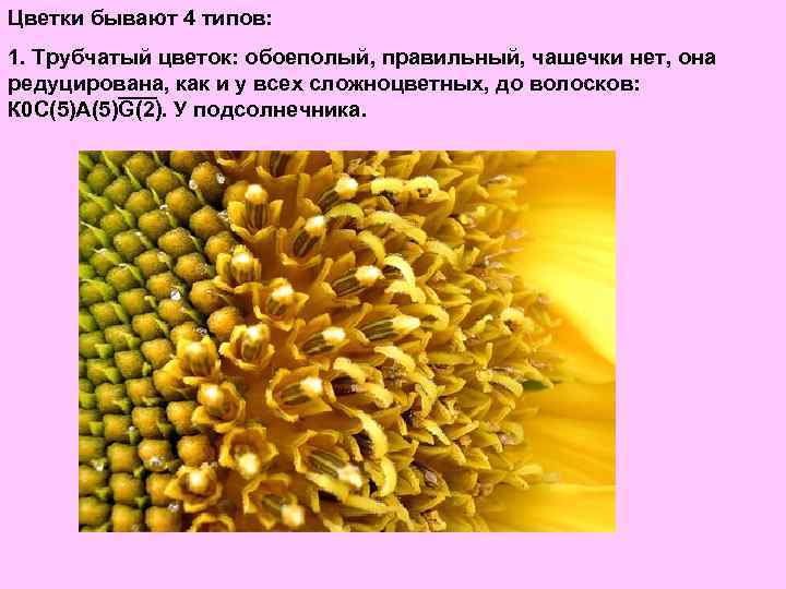 Цветки бывают 4 типов: 1. Трубчатый цветок: обоеполый, правильный, чашечки нет, она редуцирована, как