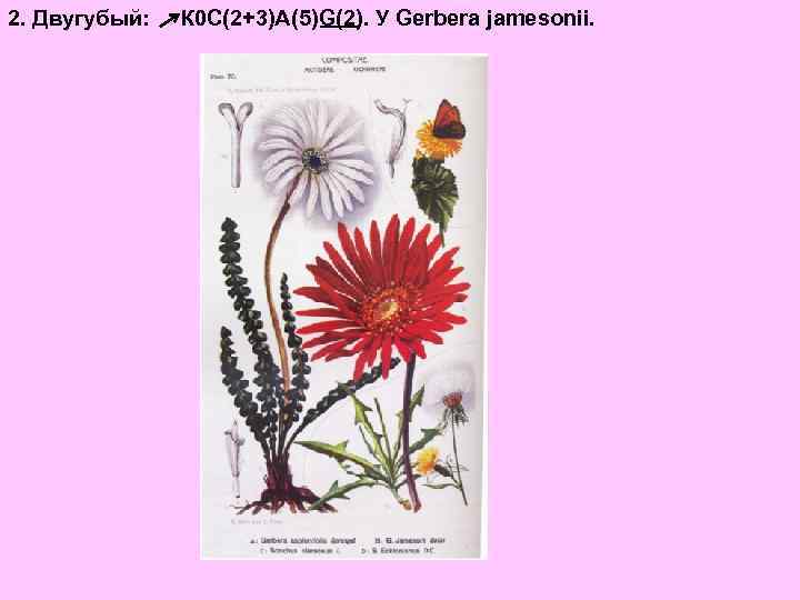 2. Двугубый: К 0 С(2+3)А(5)G(2). У Gerbera jamesonii. 