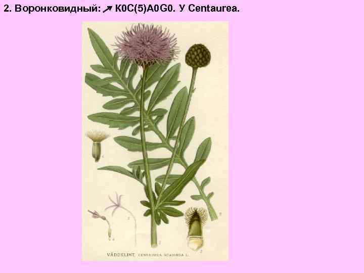 2. Воронковидный: К 0 С(5)А 0 G 0. У Centaurea. 