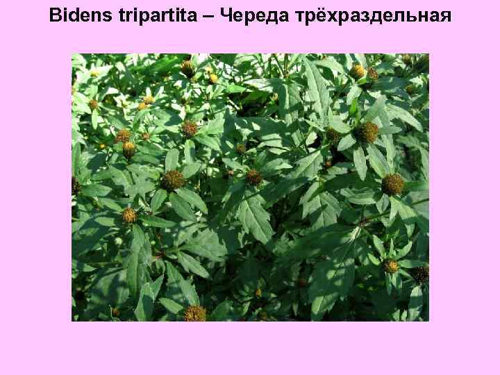 Bidens tripartita – Череда трёхраздельная 