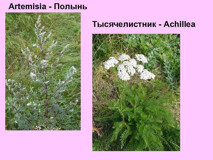 Artemisia - Полынь Тысячелистник - Achillea 