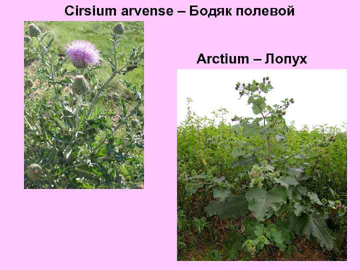 Cirsium arvense – Бодяк полевой Arctium – Лопух 