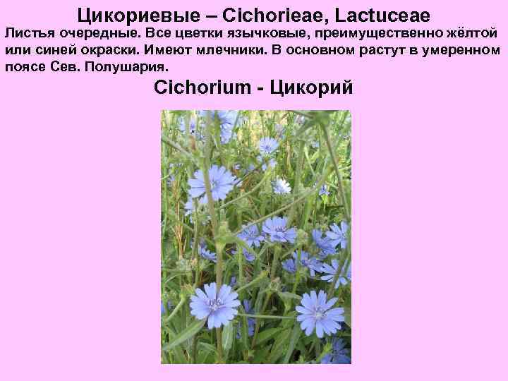 Цикориевые – Cichorieae, Lactuceae Листья очередные. Все цветки язычковые, преимущественно жёлтой или синей окраски.