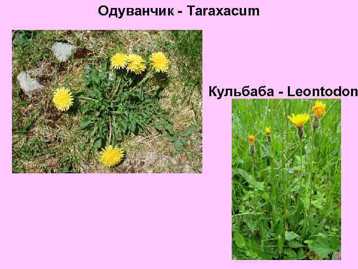 Одуванчик - Taraxacum Кульбаба - Leontodon 