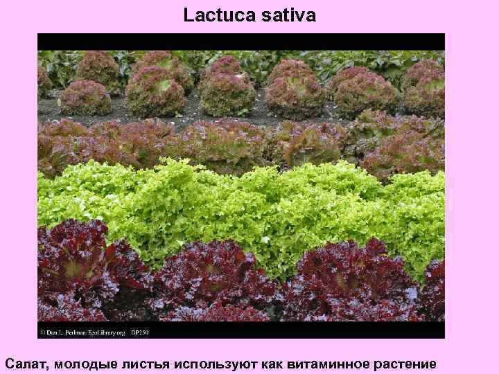 Lactuca sativa Салат, молодые листья используют как витаминное растение 