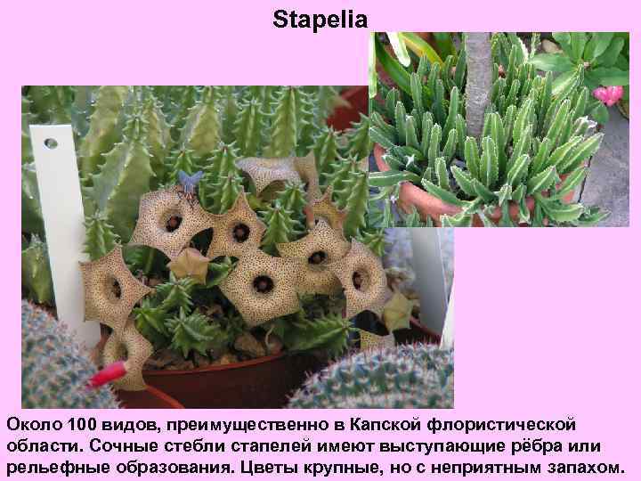 Stapelia Около 100 видов, преимущественно в Капской флористической области. Сочные стебли стапелей имеют выступающие