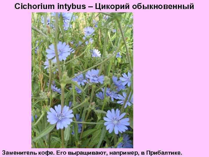 Cichorium intybus – Цикорий обыкновенный Заменитель кофе. Его выращивают, например, в Прибалтике. 