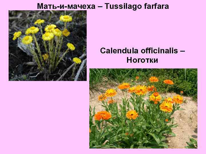 Мать-и-мачеха – Tussilago farfara Calendula officinalis – Ноготки 