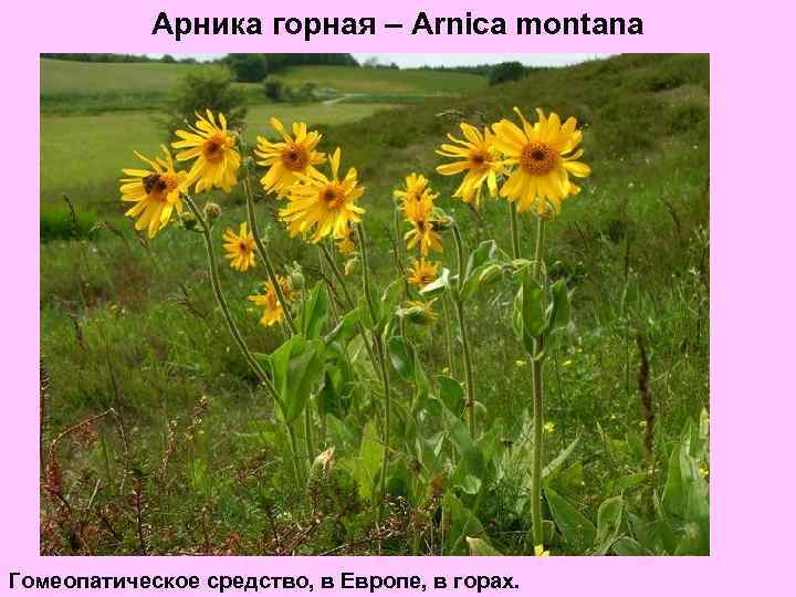 Арника горная – Arnica montana Гомеопатическое средство, в Европе, в горах. 