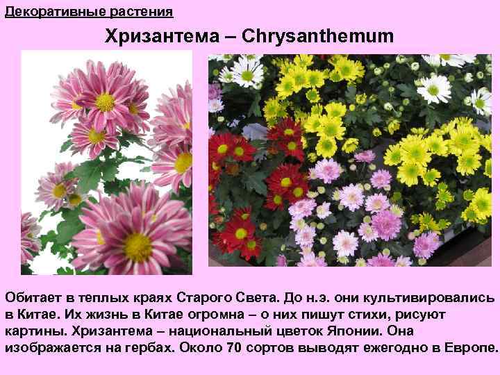 Декоративные растения Хризантема – Chrysanthemum Обитает в теплых краях Старого Света. До н. э.