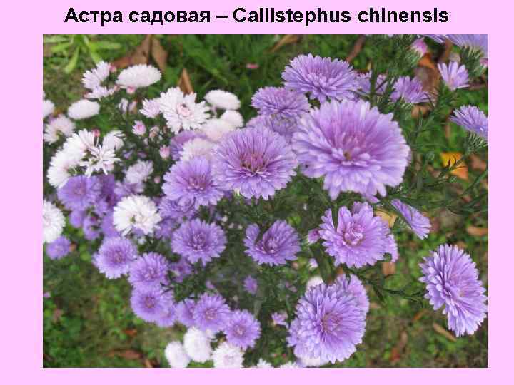 Астра садовая – Callistephus chinensis 