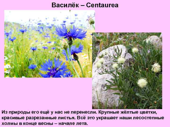 Василёк – Centaurea Из природы его ещё у нас не перенесли. Крупные жёлтые цветки,