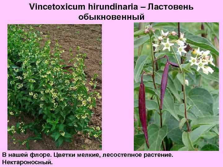 Vincetoxicum hirundinaria – Ластовень обыкновенный В нашей флоре. Цветки мелкие, лесостепное растение. Нектароносный. 