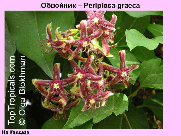 Обвойник – Periploca graeca На Кавказе 