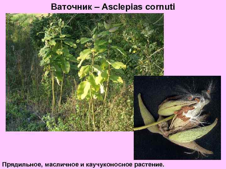 Ваточник – Asclepias cornuti Прядильное, масличное и каучуконосное растение. 