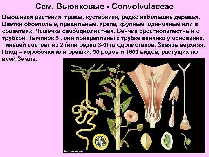 Сем. Вьюнковые - Convolvulaceae Вьющиеся растения, травы, кустарники, редко небольшие деревья. Цветки обоеполые, правильные,