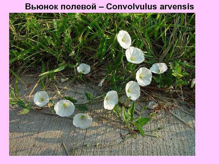 Вьюнок полевой – Convolvulus arvensis 