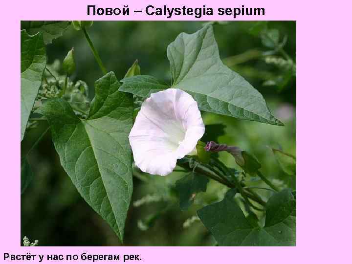 Повой – Calystegia sepium Растёт у нас по берегам рек. 