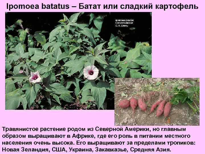 Ipomoea batatus – Батат или сладкий картофель Травянистое растение родом из Северной Америки, но