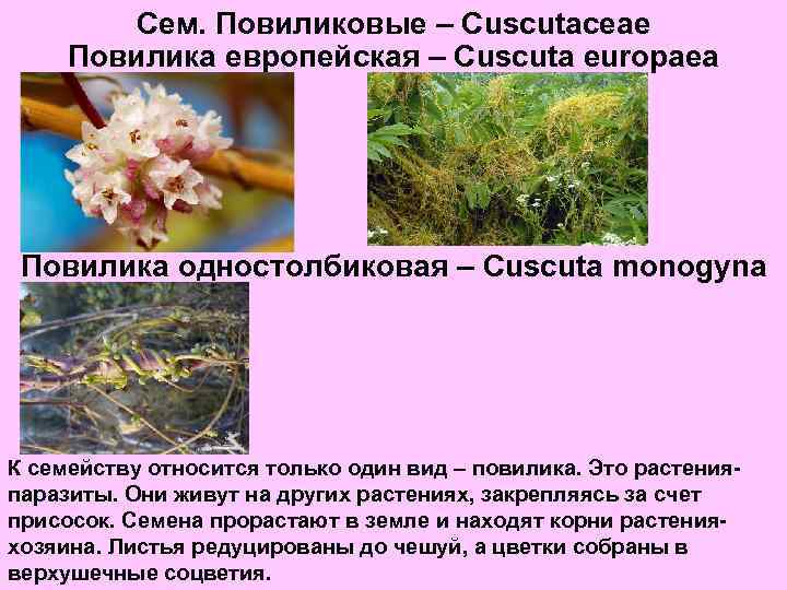 Сем. Повиликовые – Cuscutaceae Повилика европейская – Cuscuta europaea Повилика одностолбиковая – Cuscuta monogyna