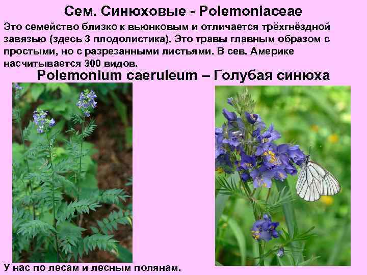 Сем. Синюховые - Polemoniaceae Это семейство близко к вьюнковым и отличается трёхгнёздной завязью (здесь