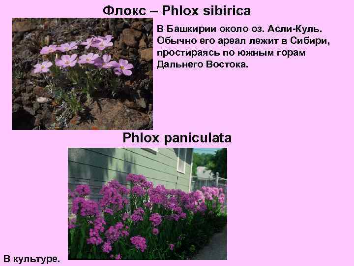 Флокс – Phlox sibirica В Башкирии около оз. Асли-Куль. Обычно его ареал лежит в