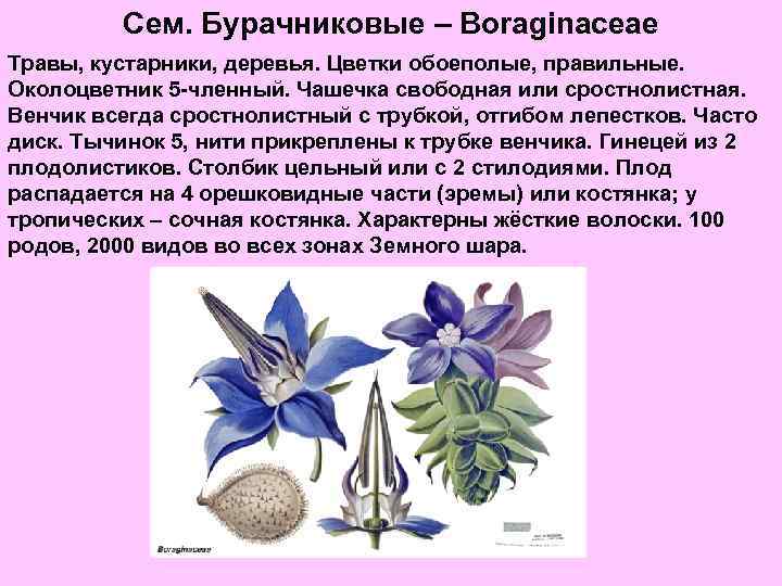 Сем. Бурачниковые – Boraginaceae Травы, кустарники, деревья. Цветки обоеполые, правильные. Околоцветник 5 -членный. Чашечка