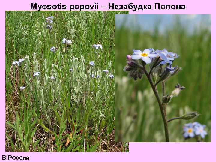 Myosotis popovii – Незабудка Попова В России 