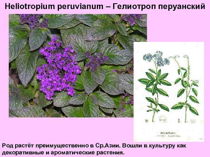 Heliotropium peruvianum – Гелиотроп перуанский Род растёт преимущественно в Ср. Азии. Вошли в культуру