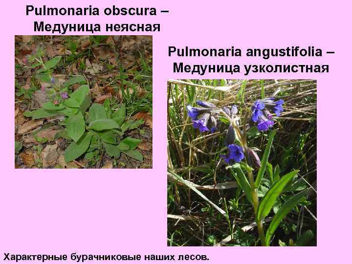 Pulmonaria obscura – Медуница неясная Pulmonaria angustifolia – Медуница узколистная Характерные бурачниковые наших лесов.