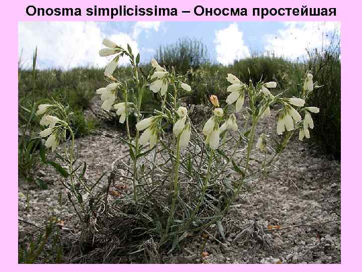 Onosma simplicissima – Оносма простейшая 