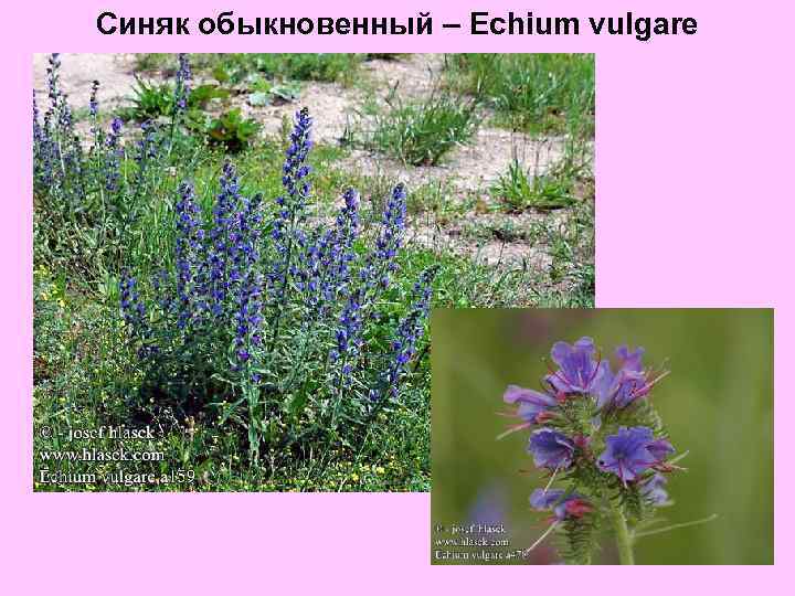 Синяк обыкновенный – Echium vulgare 