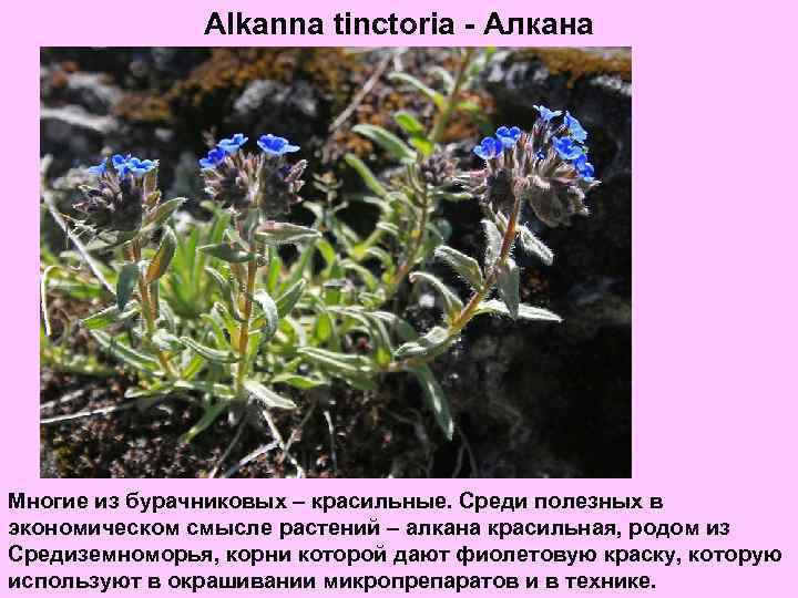 Alkanna tinctoria - Алкана Многие из бурачниковых – красильные. Среди полезных в экономическом смысле