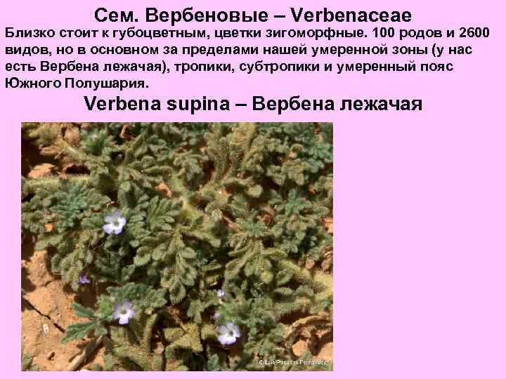 Сем. Вербеновые – Verbenaceae Близко стоит к губоцветным, цветки зигоморфные. 100 родов и 2600