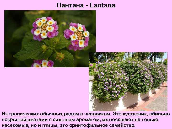 Лантана - Lantana Из тропических обычных рядом с человеком. Это кустарник, обильно покрытый цветами