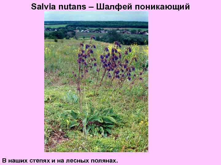 Salvia nutans – Шалфей поникающий В наших степях и на лесных полянах. 