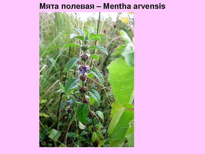 Мята полевая – Mentha arvensis 