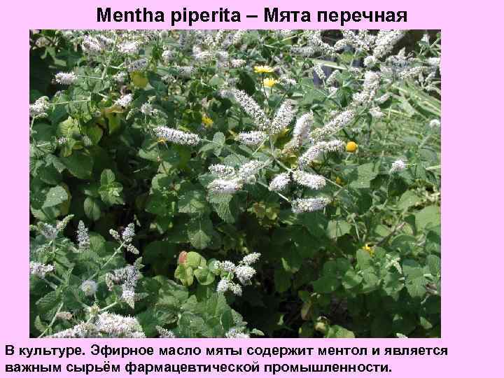 Mentha piperita – Мята перечная В культуре. Эфирное масло мяты содержит ментол и является