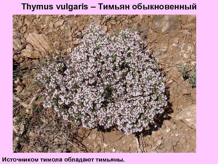 Thymus vulgaris – Тимьян обыкновенный Источником тимола обладают тимьяны. 