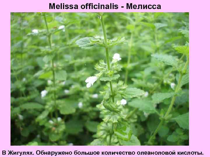 Melissa officinalis - Мелисса В Жигулях. Обнаружено большое количество олеаноловой кислоты. 