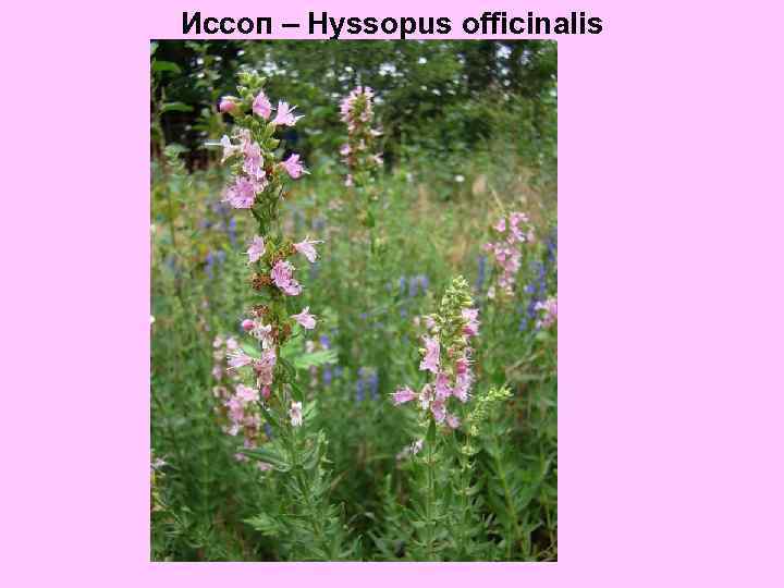 Иссоп – Hyssopus officinalis 