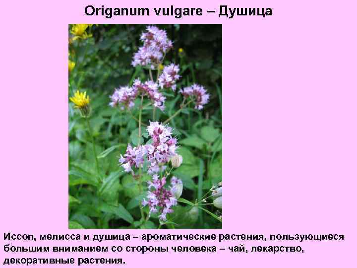 Origanum vulgare – Душица Иссоп, мелисса и душица – ароматические растения, пользующиеся большим вниманием