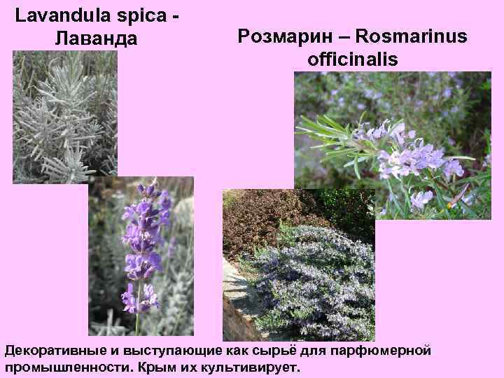 Lavandula spica Лаванда Розмарин – Rosmarinus officinalis Декоративные и выступающие как сырьё для парфюмерной