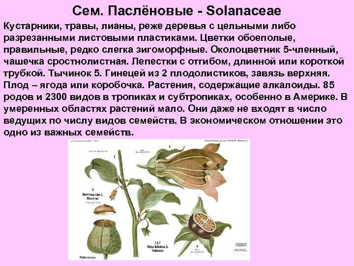 Сем. Паслёновые - Solanaceae Кустарники, травы, лианы, реже деревья с цельными либо разрезанными листовыми