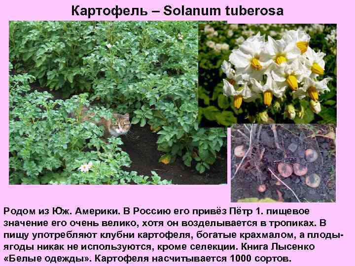 Картофель – Solanum tuberosa Родом из Юж. Америки. В Россию его привёз Пётр 1.